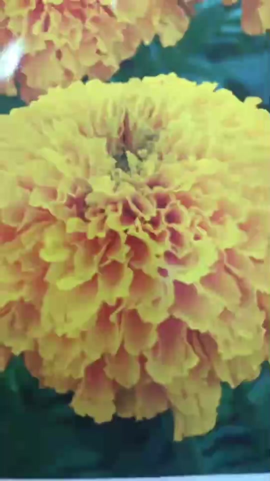 สายพันธุ์แท้ คัดคุณภาพทุกซอง เมล็ดพันธุ์เจียไต๋